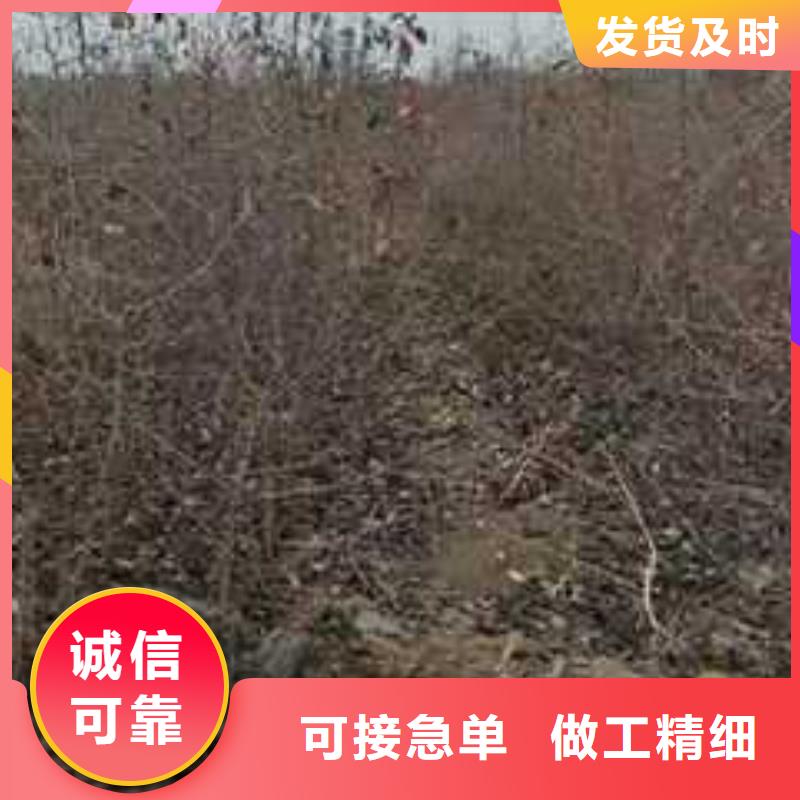 杜梨树苗病虫防治