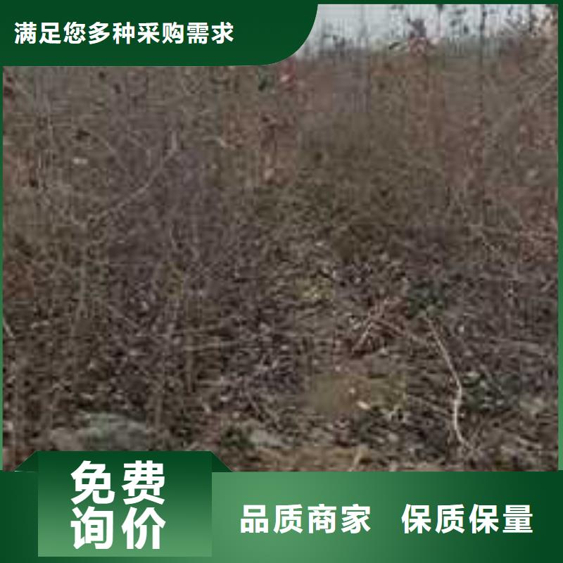 杜梨杜梨苗多种工艺