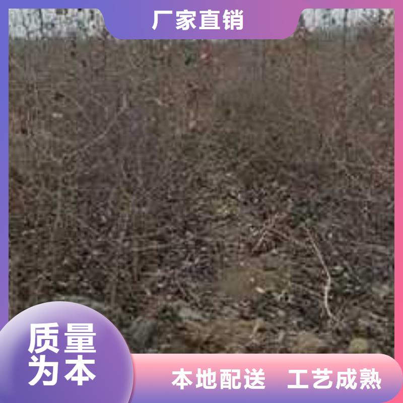 【杜梨奥红一号梨苗按需定做】