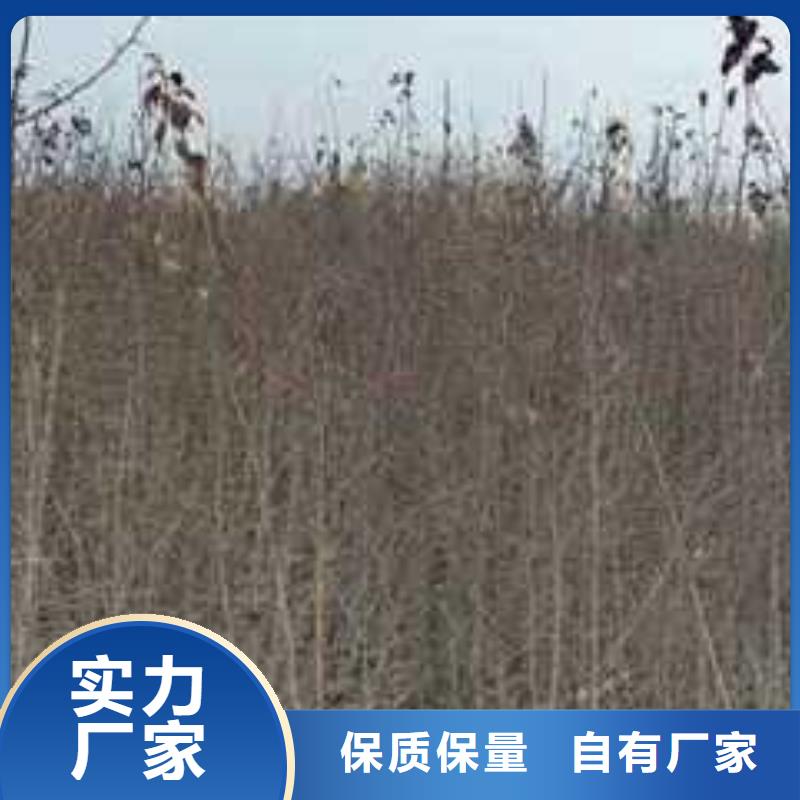 杜梨小苗什么价格