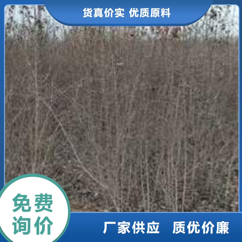 杜梨-瑞蟠101桃树苗细节决定品质