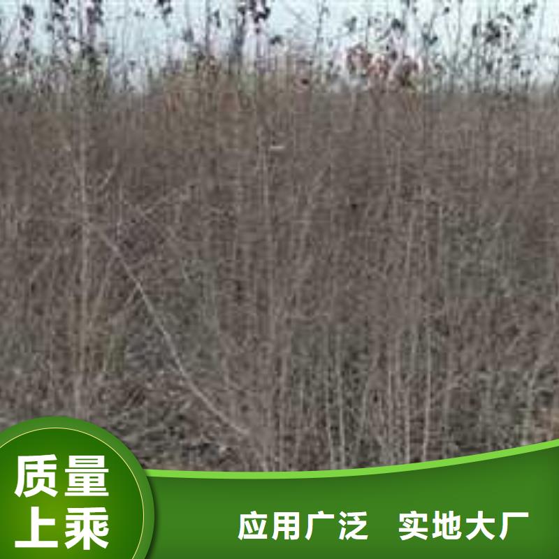 杜梨树苗种植方法