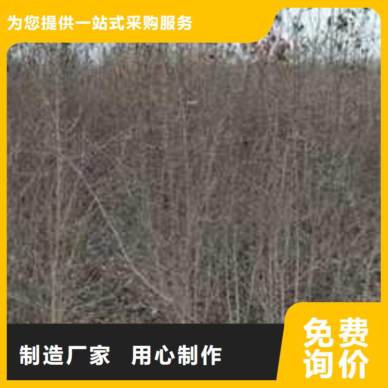 杜梨树苗哪里有卖的