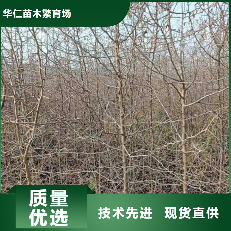 杜梨小苗种植基地