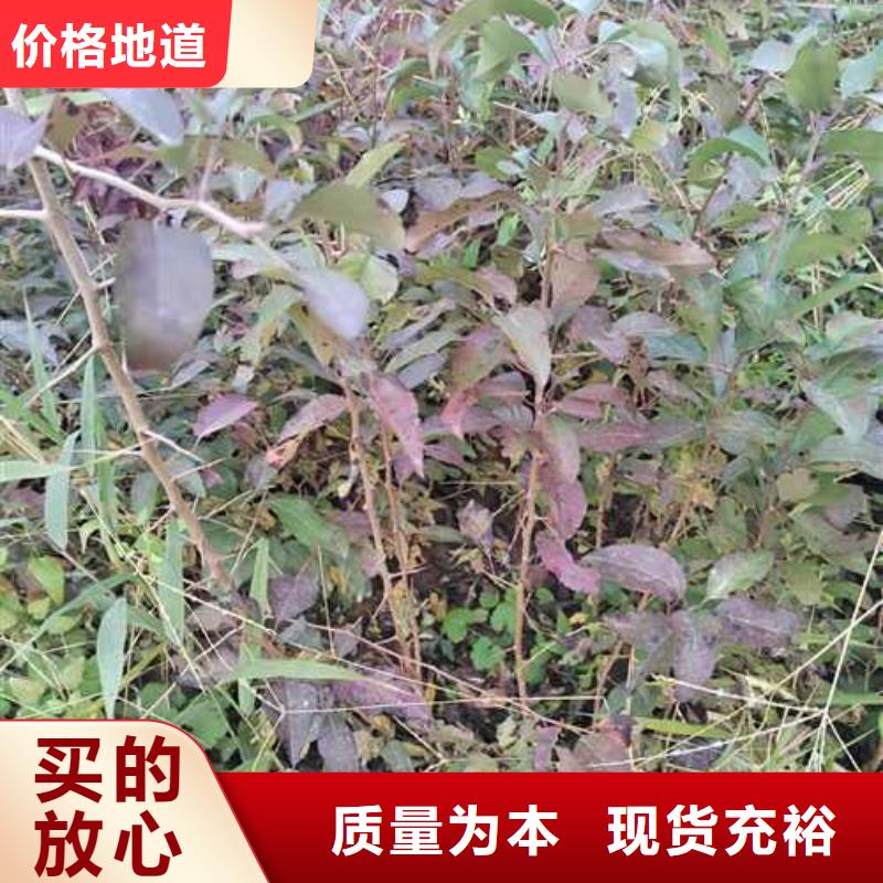 杜梨,红香酥梨树苗质量优价格低