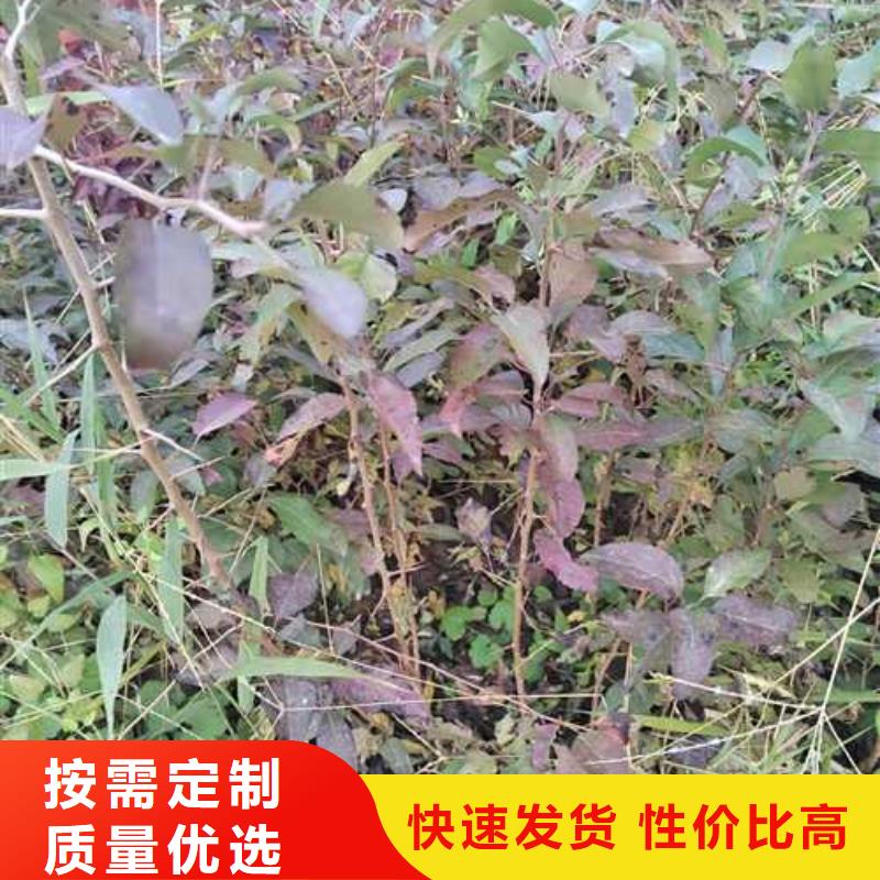 杜梨苗种植基地