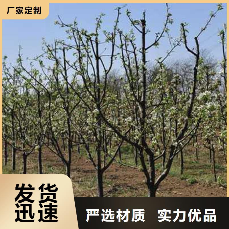 杜梨树苗高产品种