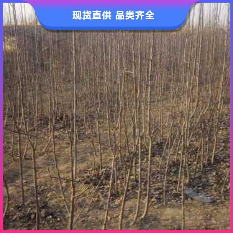 杜梨玉露香梨树苗好产品不怕比