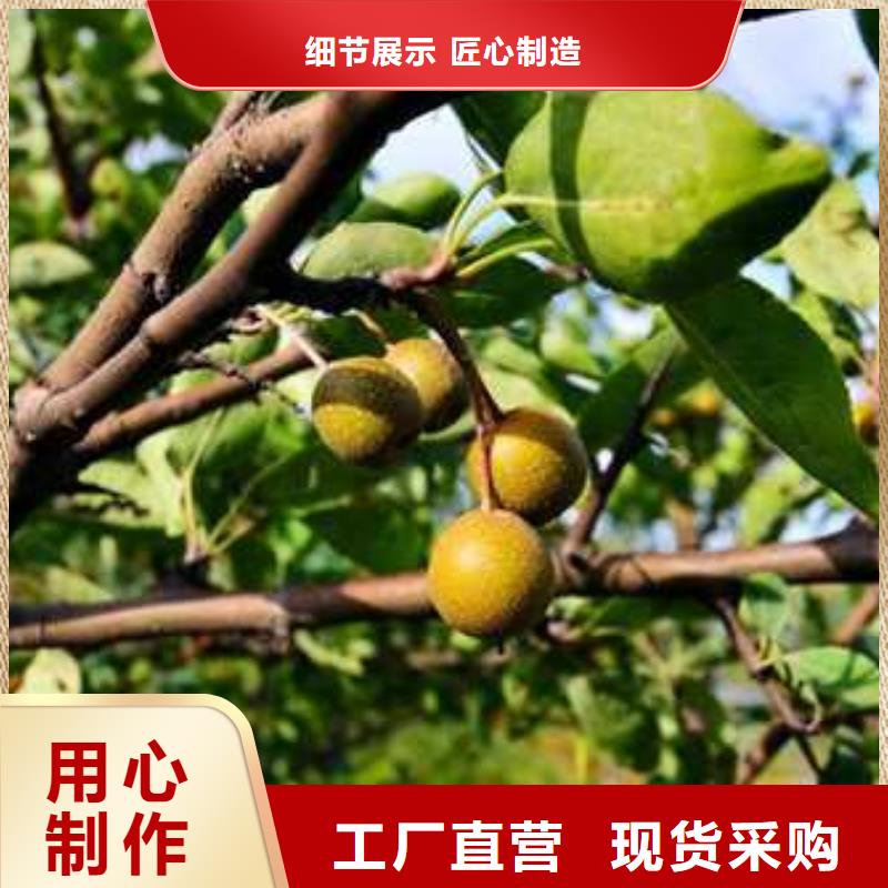 杜梨玉露香梨树苗订购