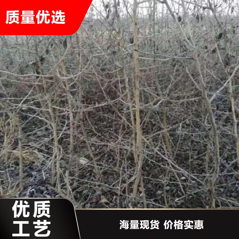 杜梨_山桃苗货源充足