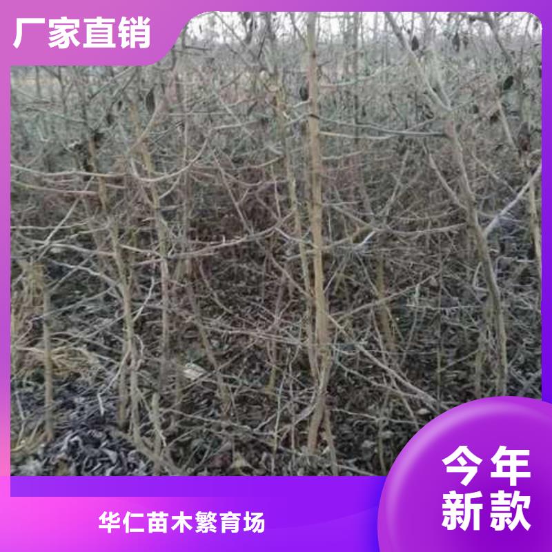 杜梨,奥红一号梨苗专注细节更放心