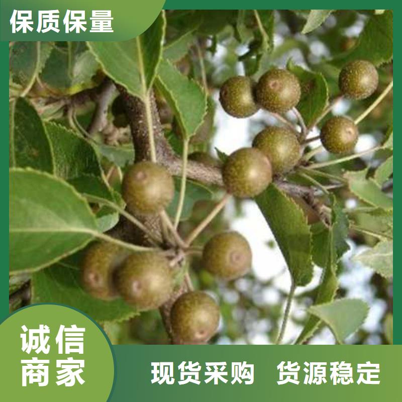 杜梨苗种植技术