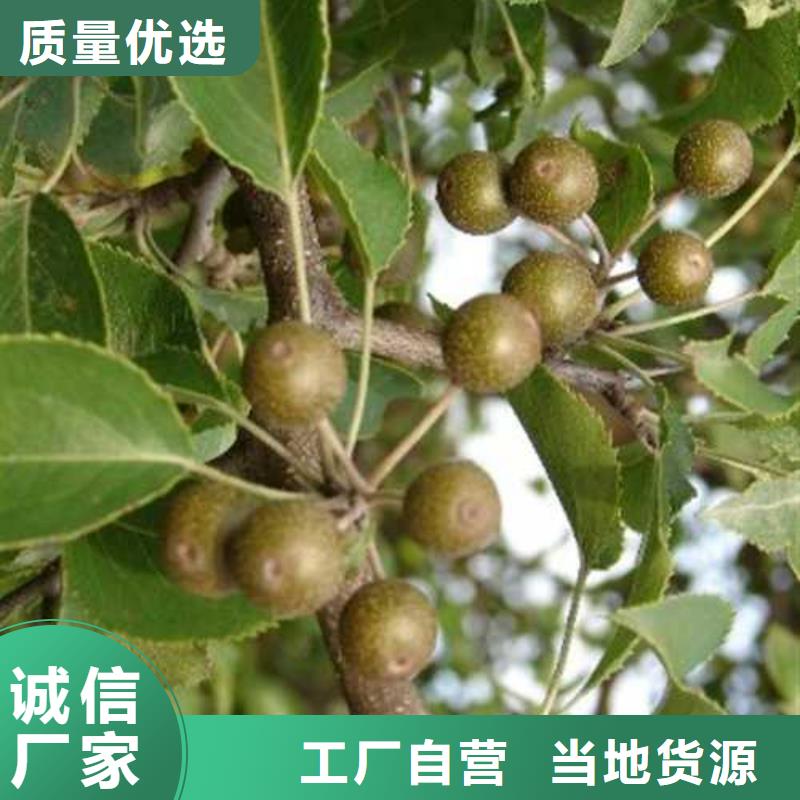 杜梨梨树苗基地快速物流发货