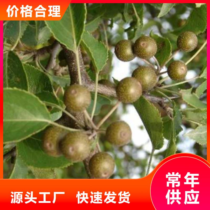 杜梨毛桃苗闪电发货