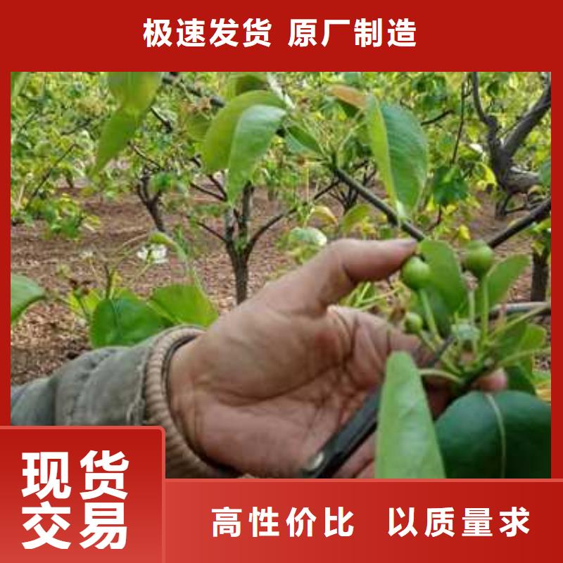 杜梨苗种植技术