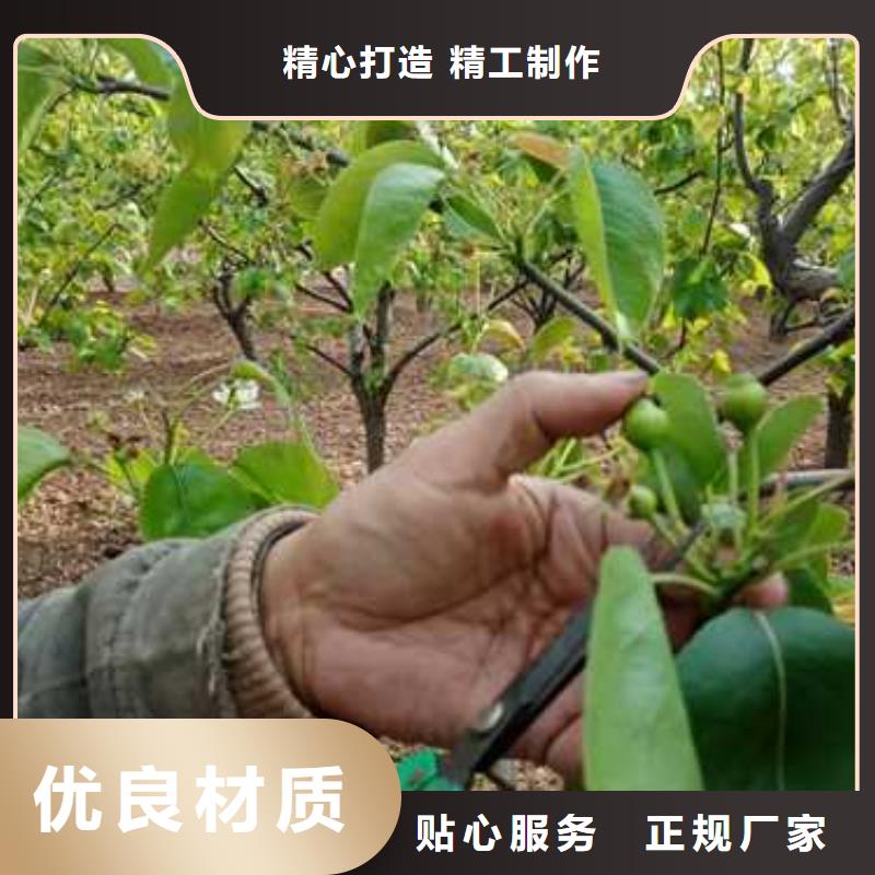 杜梨树苗苗圃基地