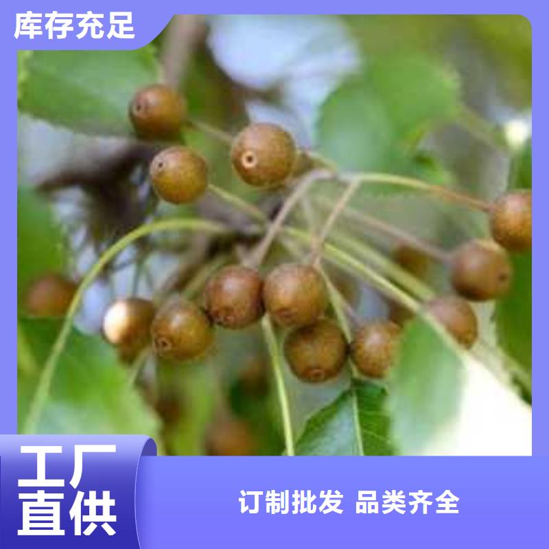 杜梨,山桃苗质量好