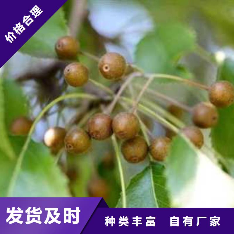 杜梨苗品种介绍