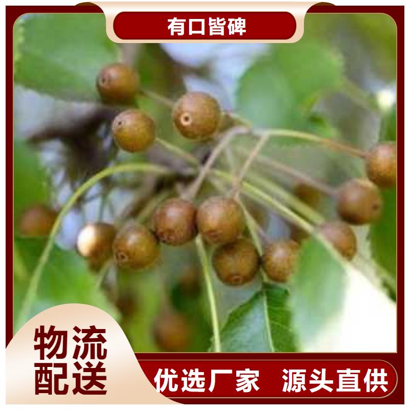 杜梨苗种植方法及时间