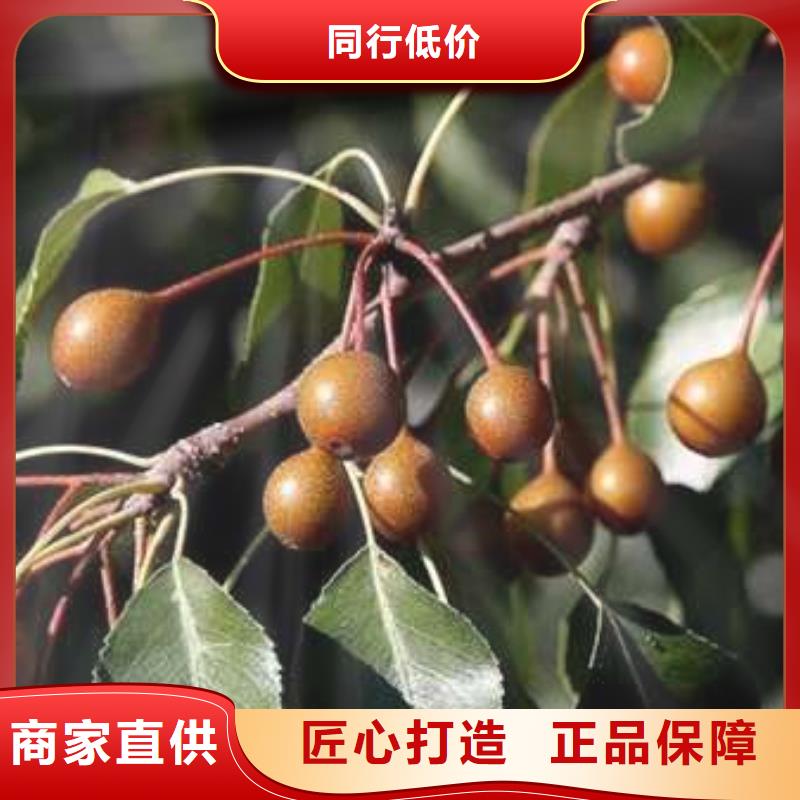 杜梨,秋月梨树苗服务周到
