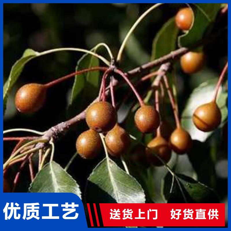 杜梨-海棠苗拒绝伪劣产品
