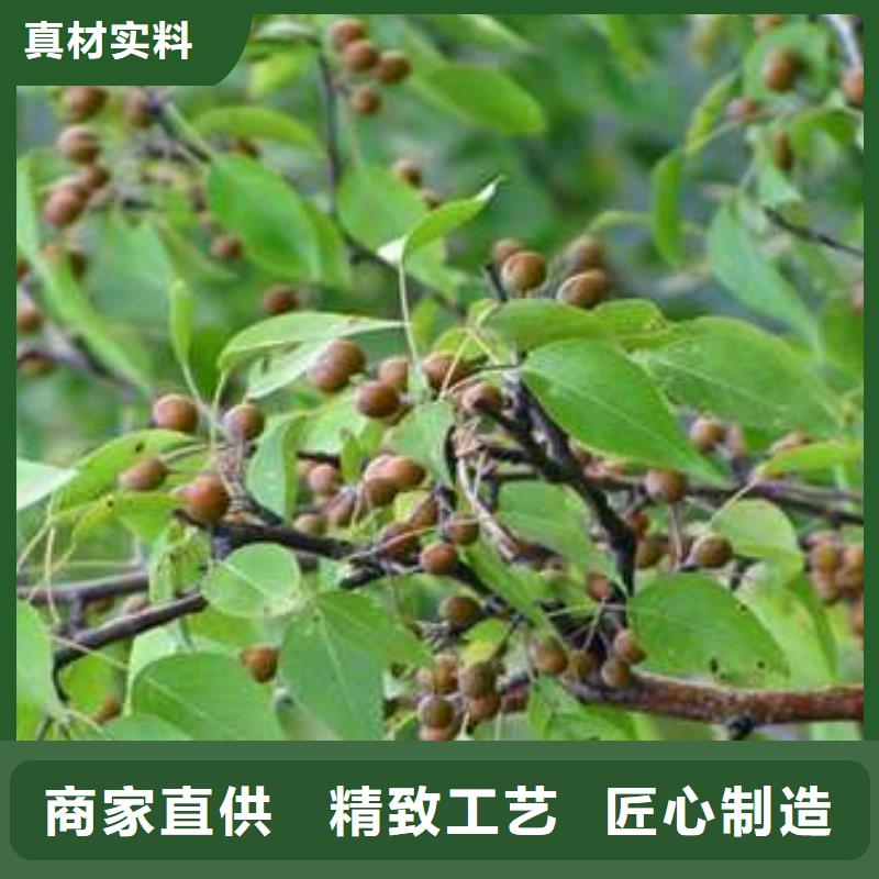 杜梨苗种植基地