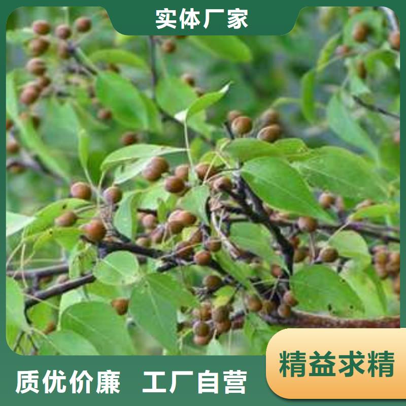 杜梨玉露香梨树苗好产品不怕比