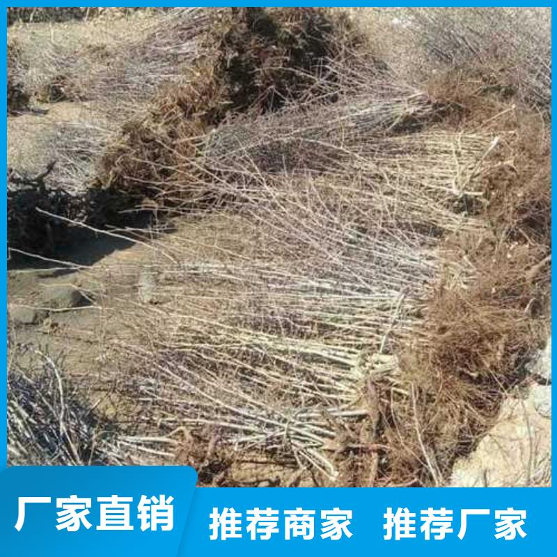 杜梨梨树苗基地口碑好实力强