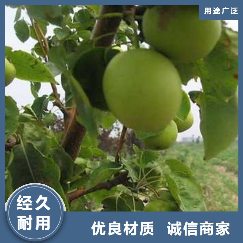 杜梨-海棠苗拒绝伪劣产品