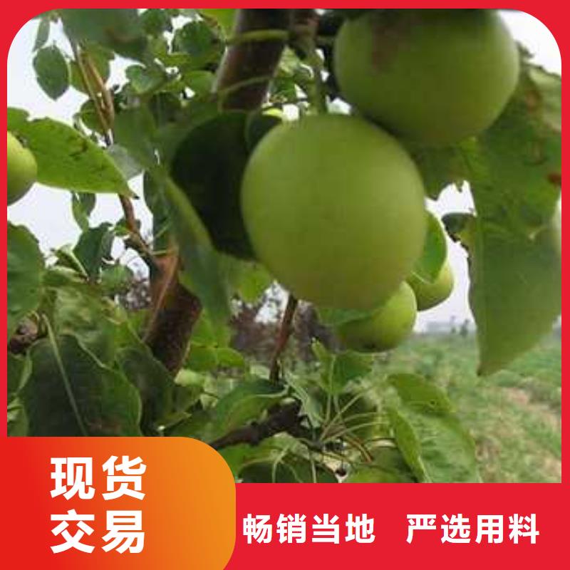 杜梨【玉露香梨树苗】采购