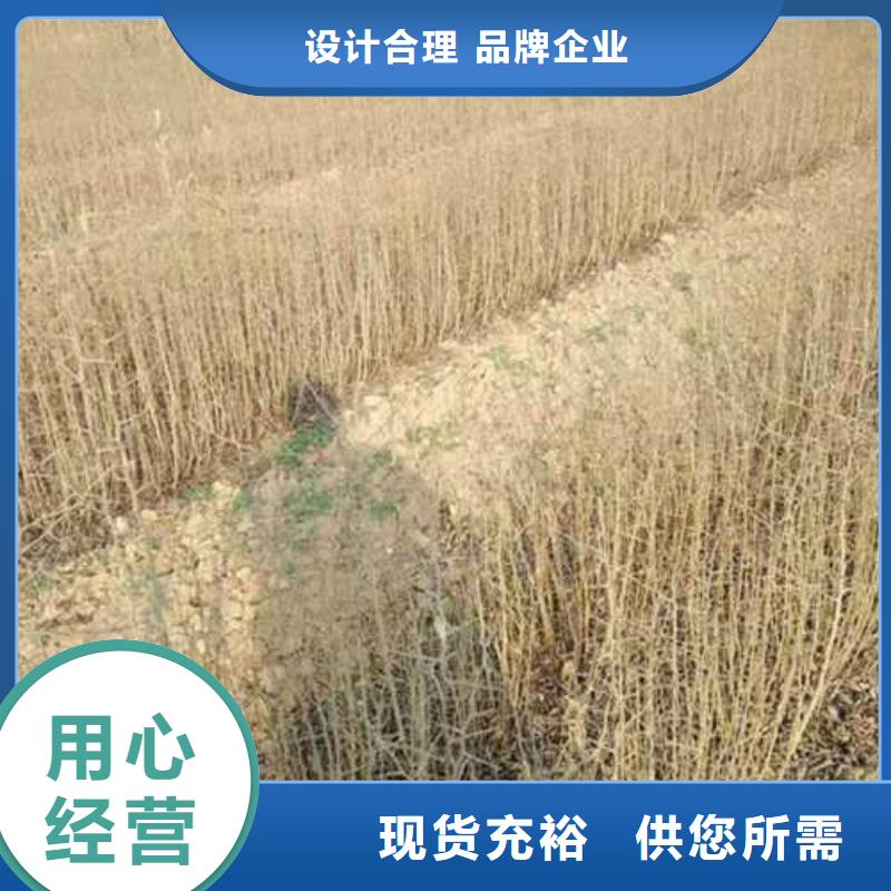 杜梨-海棠苗拒绝伪劣产品