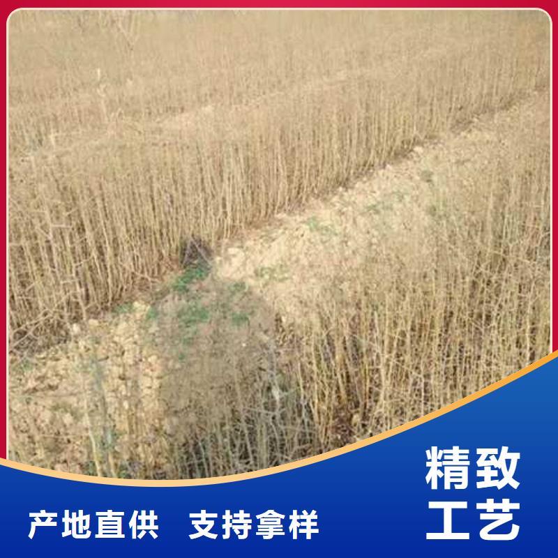 杜梨,香酥梨树苗厂家品控严格