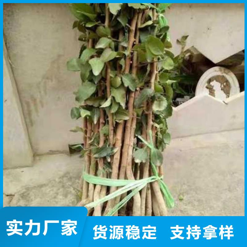 杜梨-玉露香梨树苗支持大小批量采购