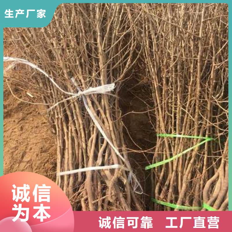 杜梨梨树苗基地对质量负责