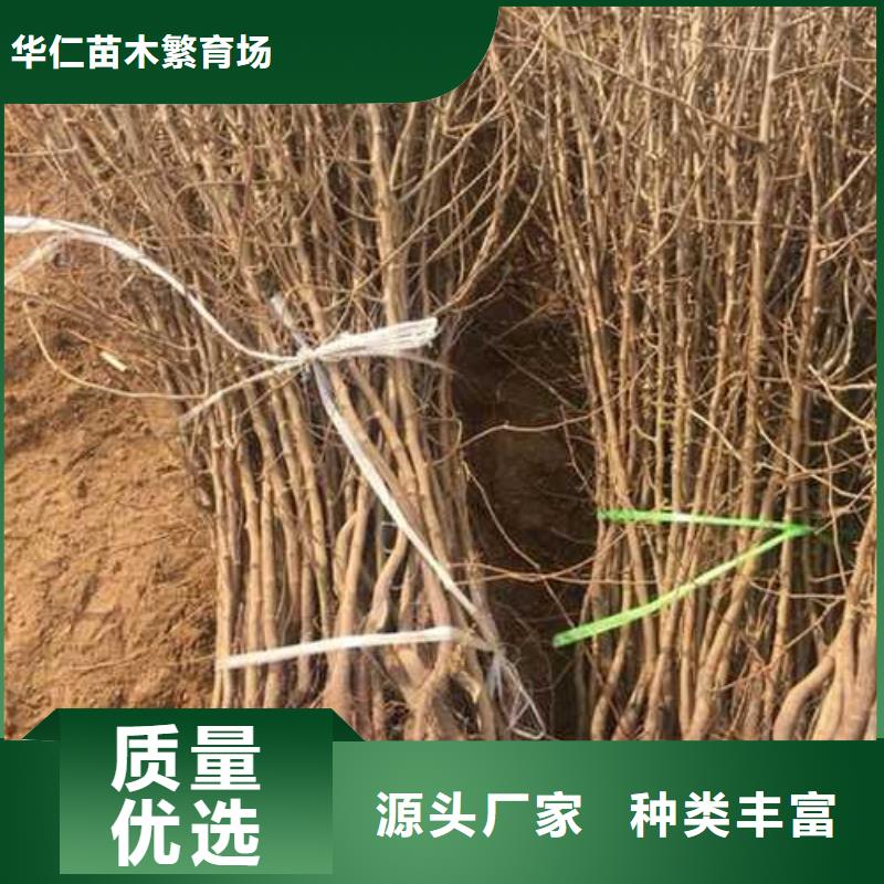 【杜梨】_皇冠梨树苗货源稳定
