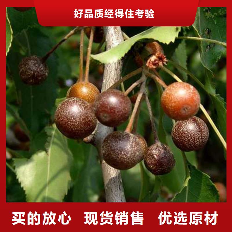 杜梨,秋月梨树苗服务周到