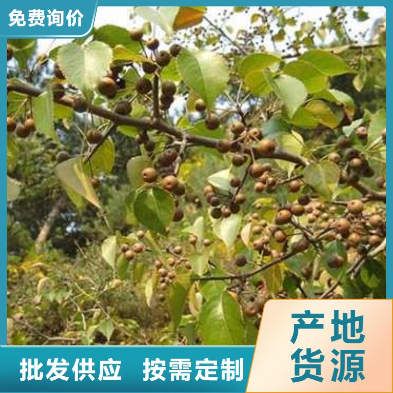 杜梨瑞蟠101桃树苗工艺精细质保长久