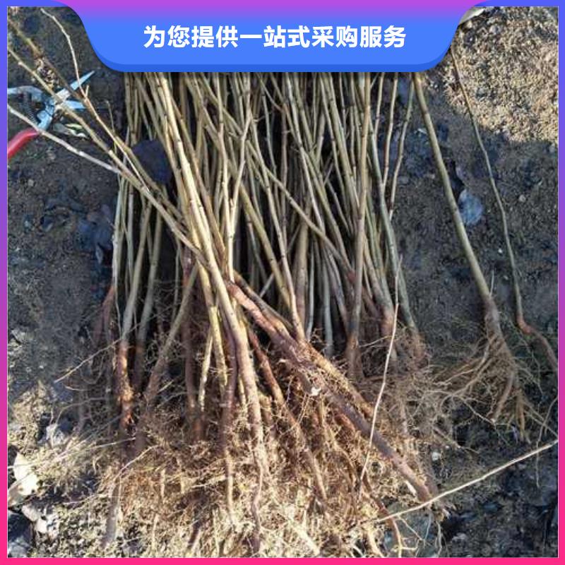 杜梨树苗质优价廉