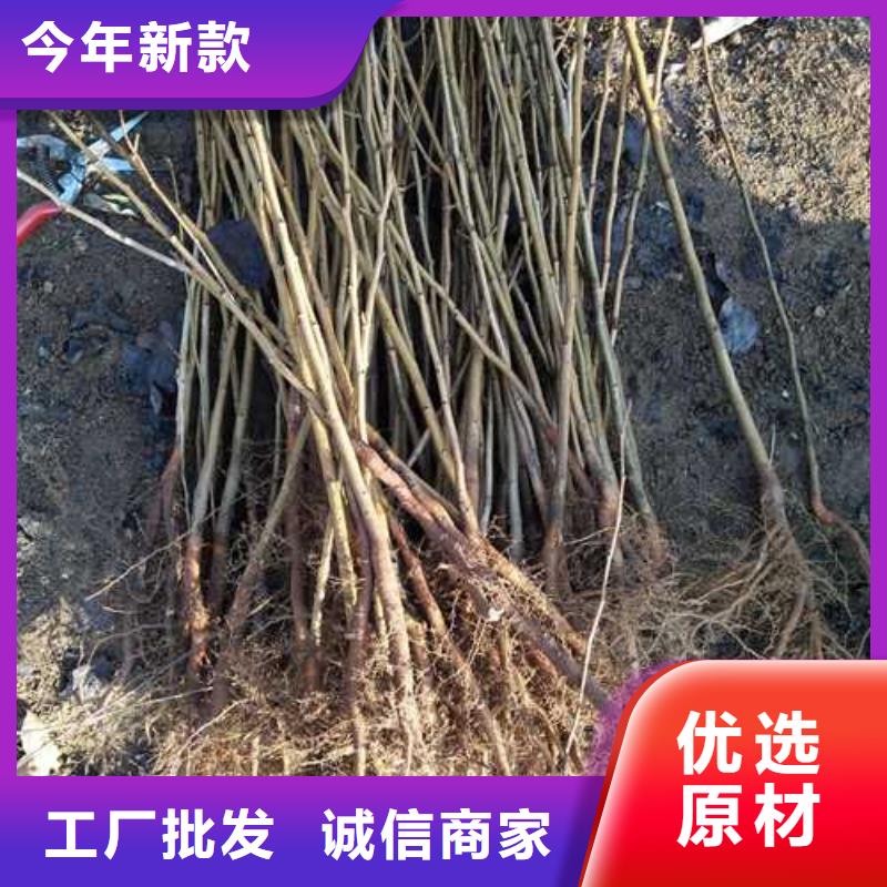 杜梨【海棠苗】根据要求定制
