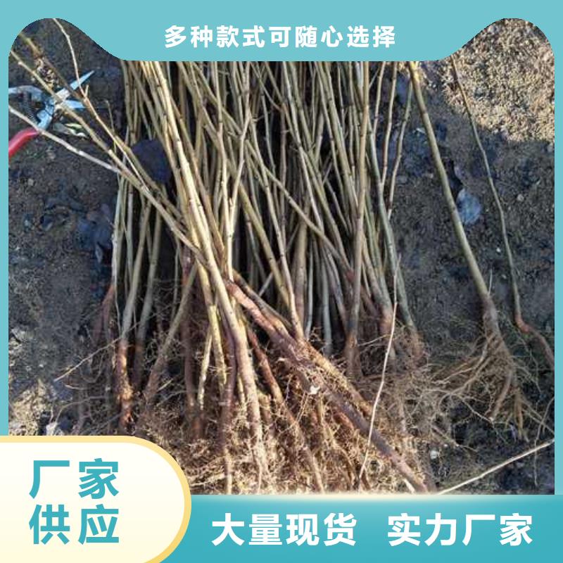 杜梨【玉露香梨树苗】采购