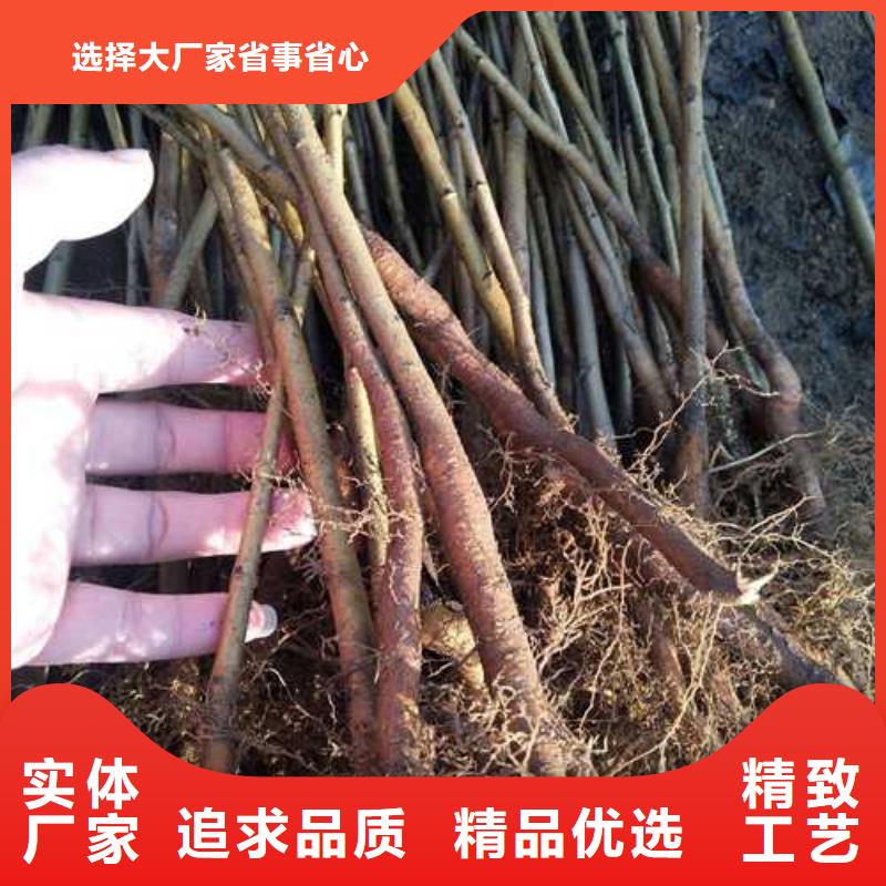 杜梨黄冠梨树苗标准工艺