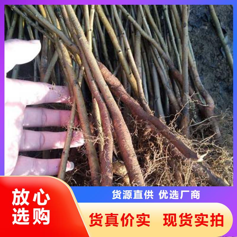 杜梨小苗种植时间