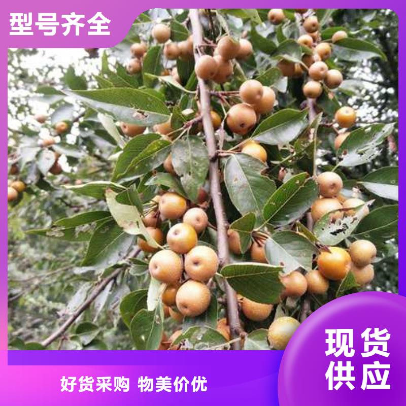 杜梨杜梨苗自主研发