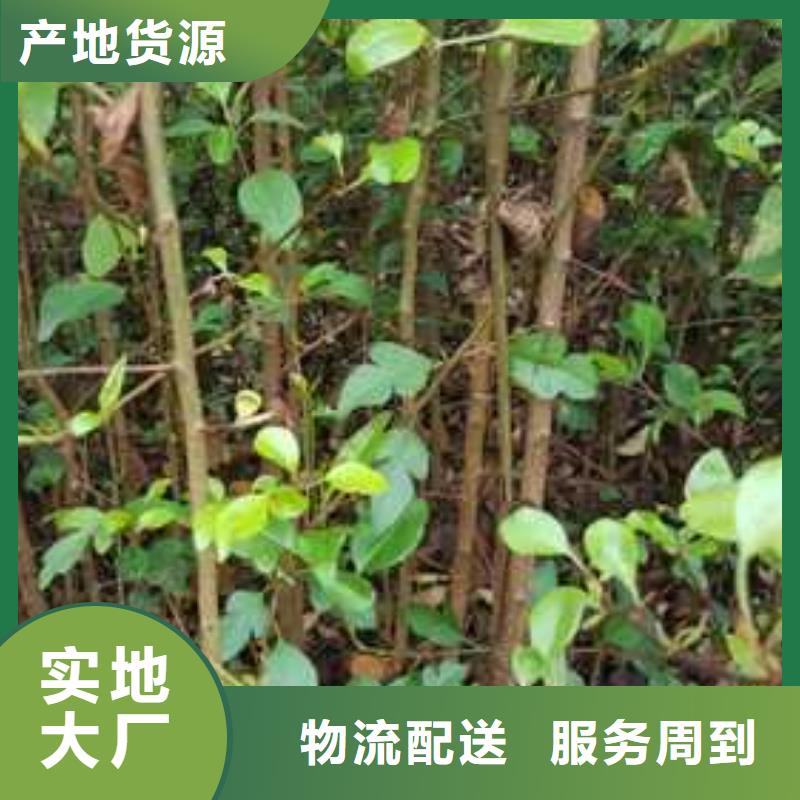 【杜梨】黄冠梨树苗性能稳定