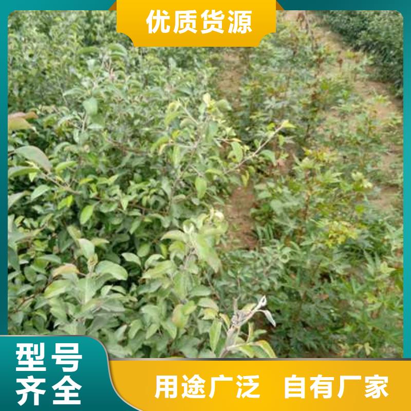 杜梨-梨树苗基地根据要求定制