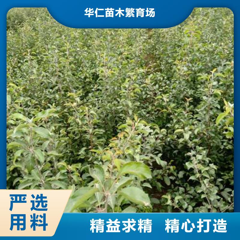杜梨-海棠苗拒绝伪劣产品