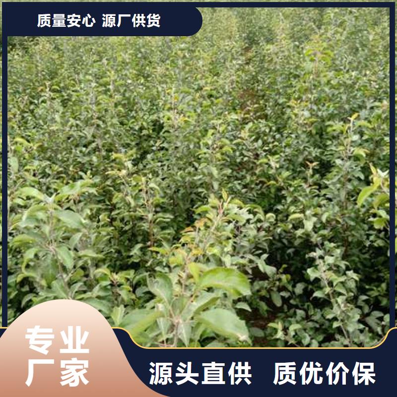 杜梨树苗种植方法