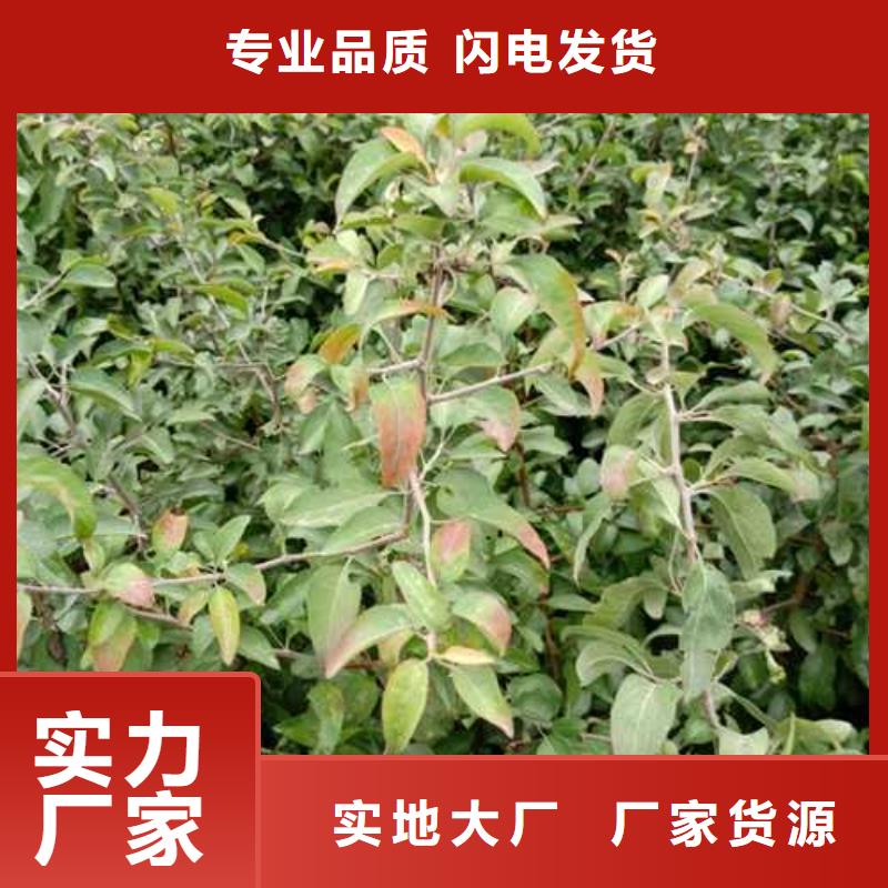 杜梨-玉露香梨树苗支持大小批量采购