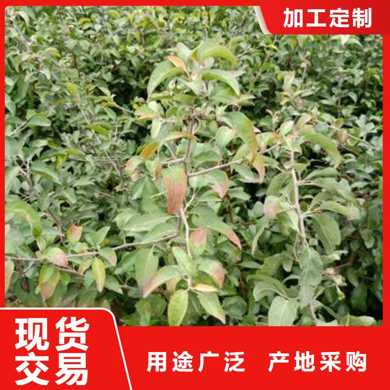 杜梨秋月梨树苗厂家供应
