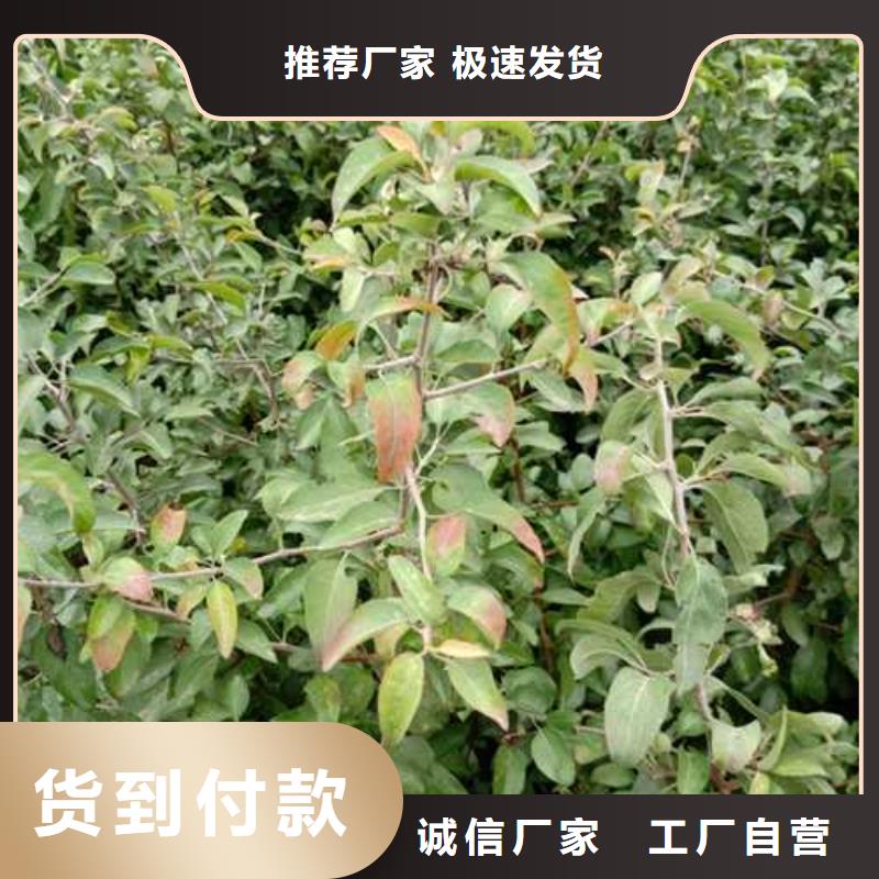 杜梨-瑞蟠101桃树苗闪电发货